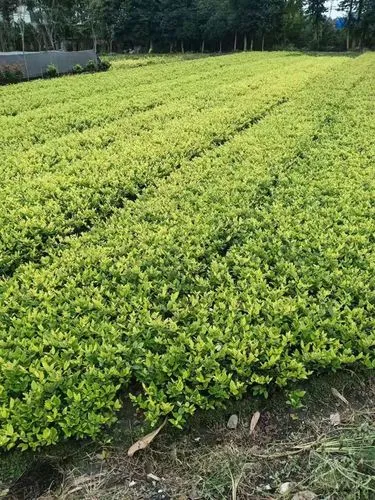 太原西山区绿化工程招标