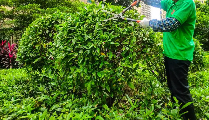 央企绿化工程能做吗 央企绿化工程能做吗